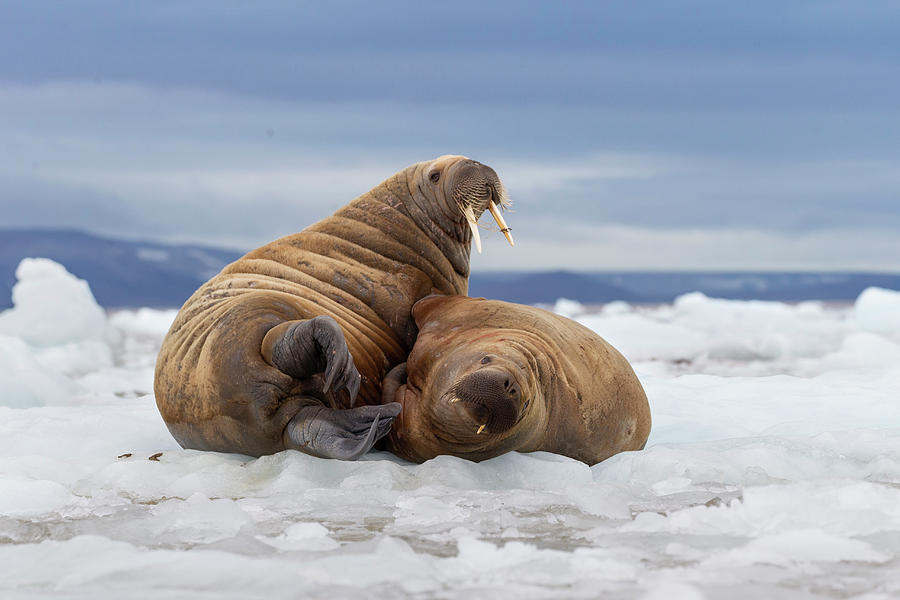 Walrus Pair On Ice Photograph by Suzi Eszterhas