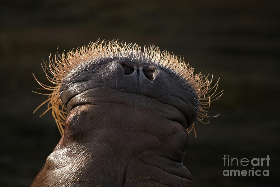 Walrus Whiskers Photograph by Rawshutterbug - Pixels