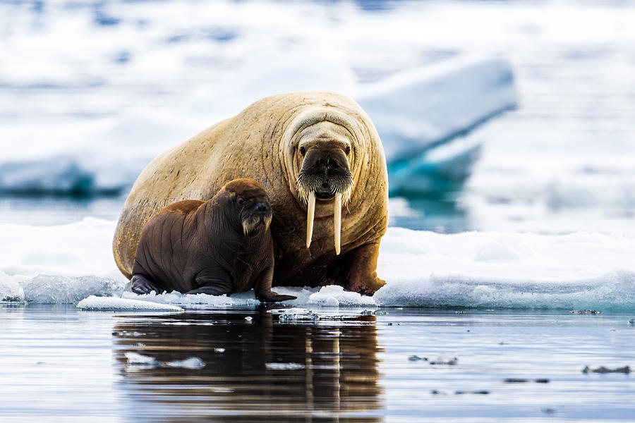 Walrus With Calf Photograph by Wyn Lewis-bevan