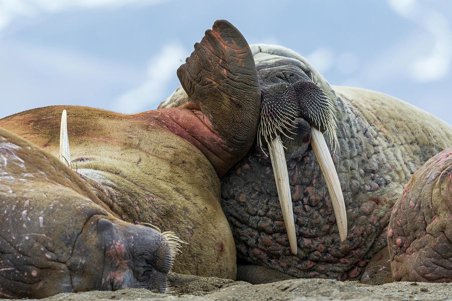 Walruses In Svarlbard Photograph by Heike Odermatt