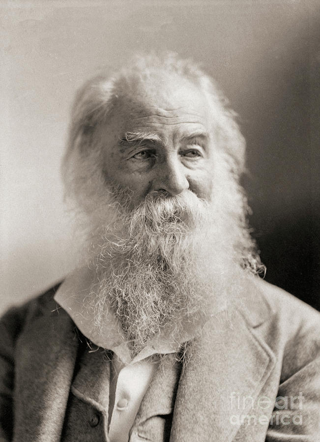 Walt Whitman, Portrait By Napoleon Sarony Photograph by Napoleon Sarony ...