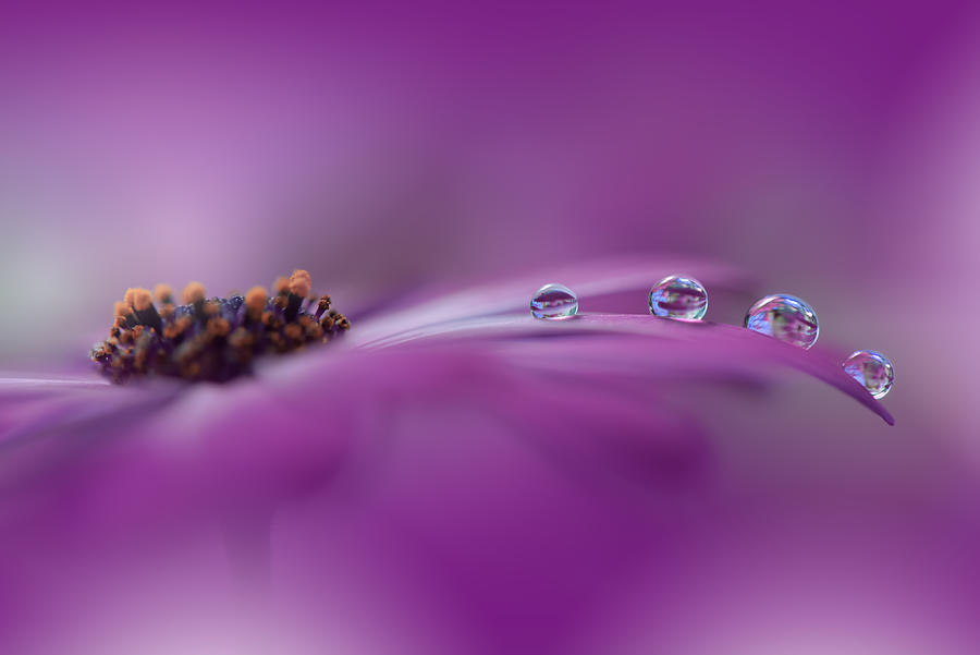 Waltz Of The Starsiii Photograph By Juliana Nan - Fine Art America