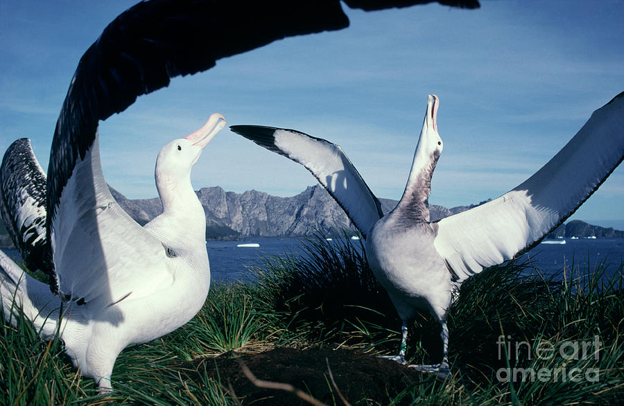 Wandering Albatross Courtship Ritual Photograph by British Antarctic Survey/science Photo Library