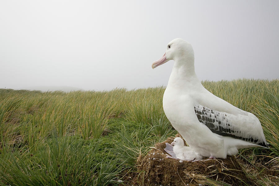 Wandering Albatross Diomedea Exulans On Photograph by Paul Souders