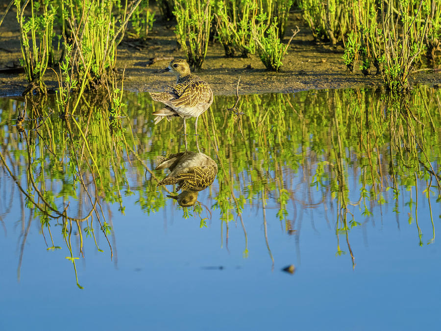 Wandering Tattler On Maui Hawaii Photograph by Don White | Pixels