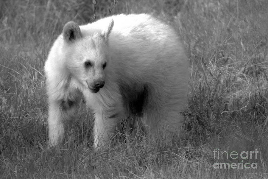 Wandering White Black Bear Closeup Black And White Photograph by Adam Jewell