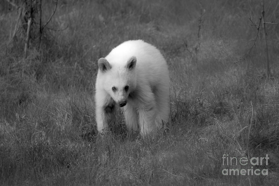 Wandering White Black Bear Cub Black And White Photograph by Adam Jewell