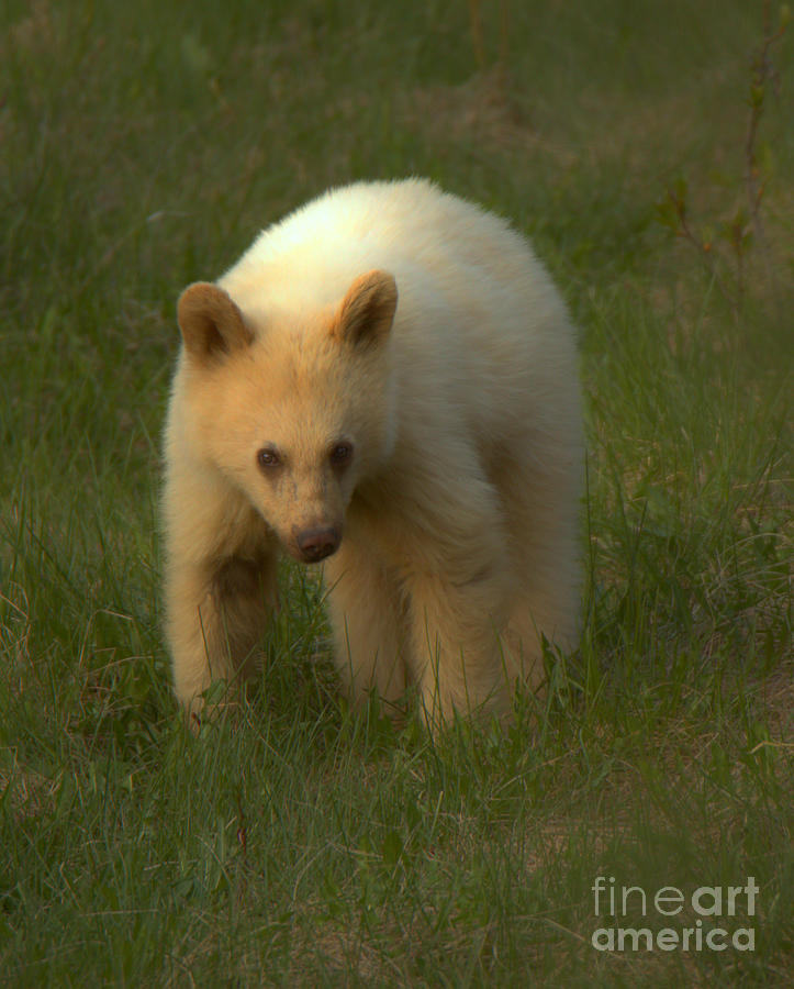 Wandering White Black Bear Cub Closeup Photograph by Adam Jewell