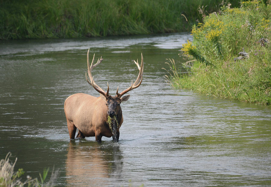 Wapiti in the River Photograph by Whispering Peaks Photography
