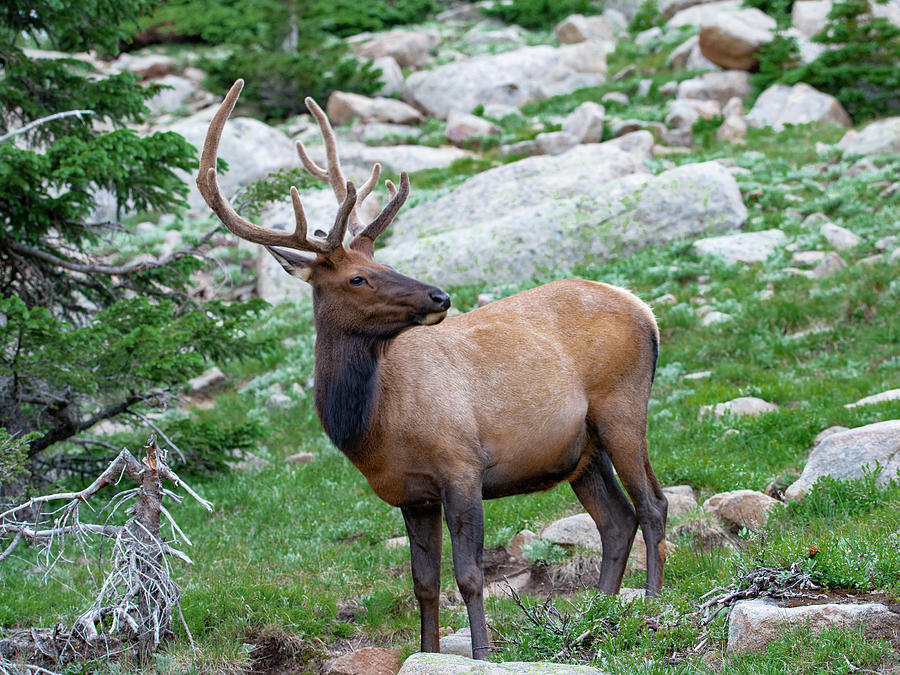 Wapiti Photograph by Michael Dyer - Fine Art America