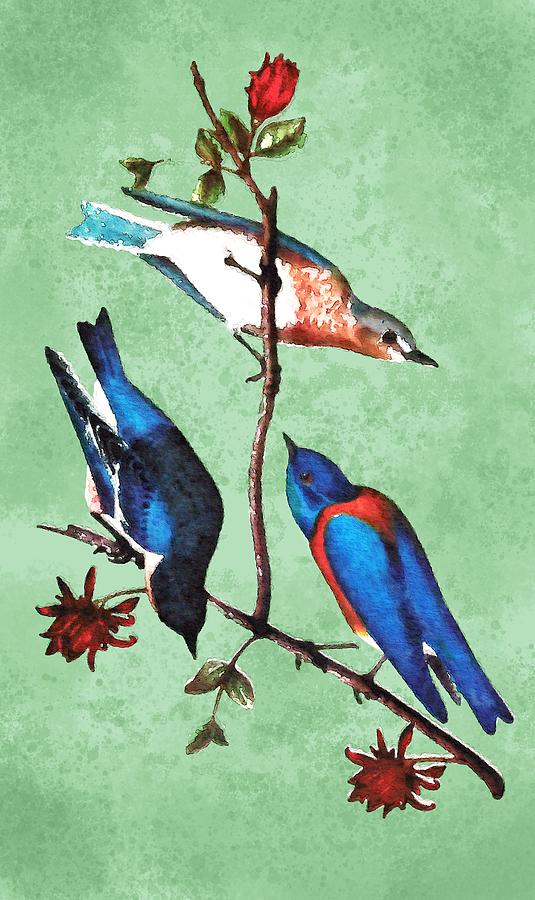 Warbler And Bluebirds 1 Drawing by Francis G. Mayer