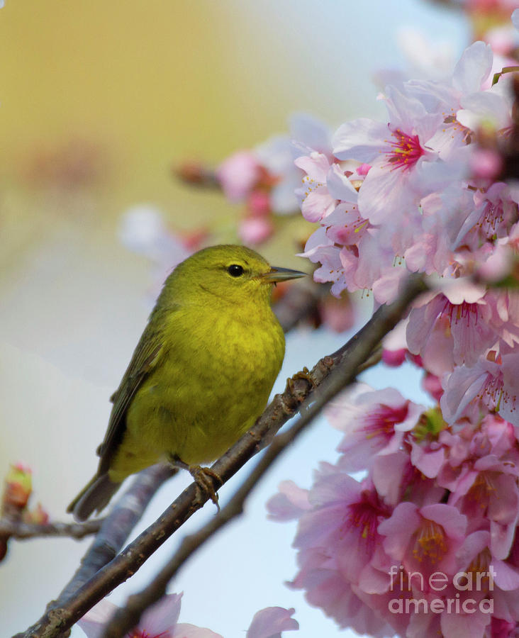 Warbler in a Cherry tree Photograph by Ruth Jolly