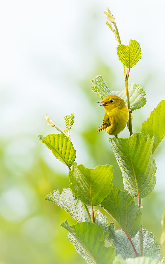 Bird Photograph - Warbler by Kimberly