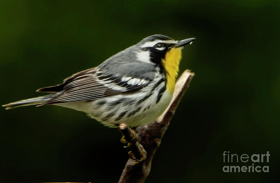  Warbler  Song Bird Photograph by Sandra Js