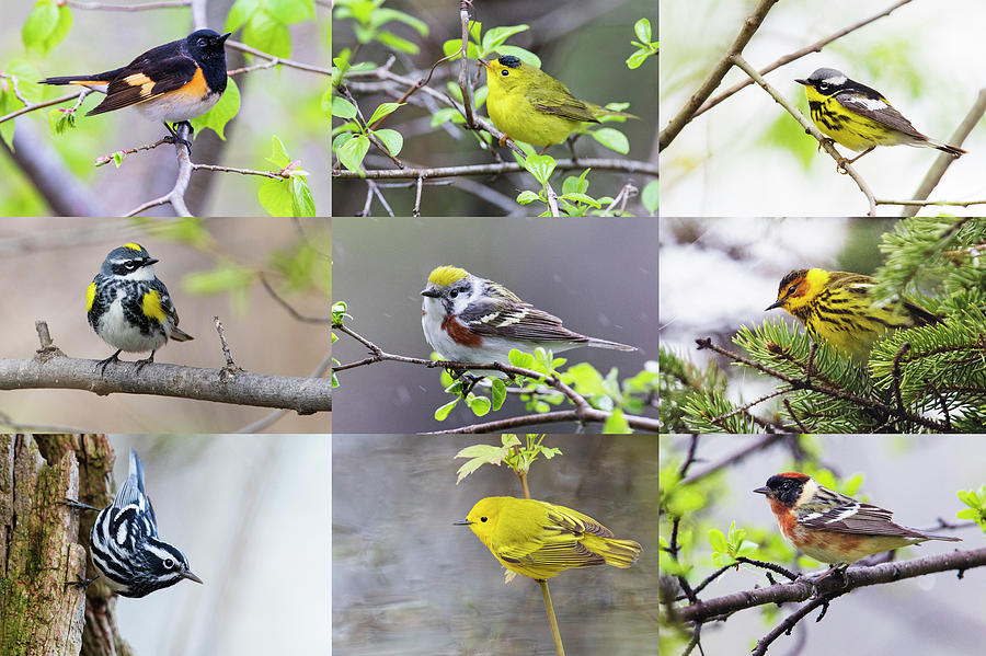 Warblers Spring Migration 2019 Photograph by Mircea Costina Photography