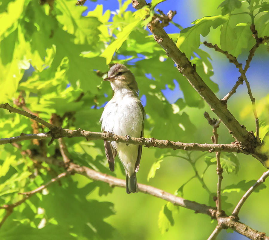 Warbling Vireo by Dan Sproul Warbling Vireo by Dan Sproul