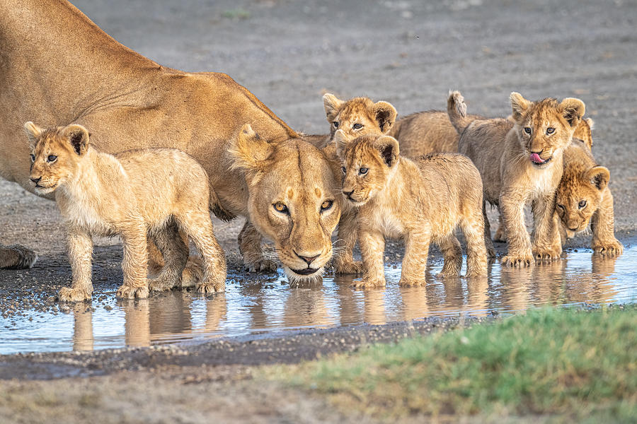 Wildlife Photograph - Wariness At The Water Hole by Jeffrey C. Sink