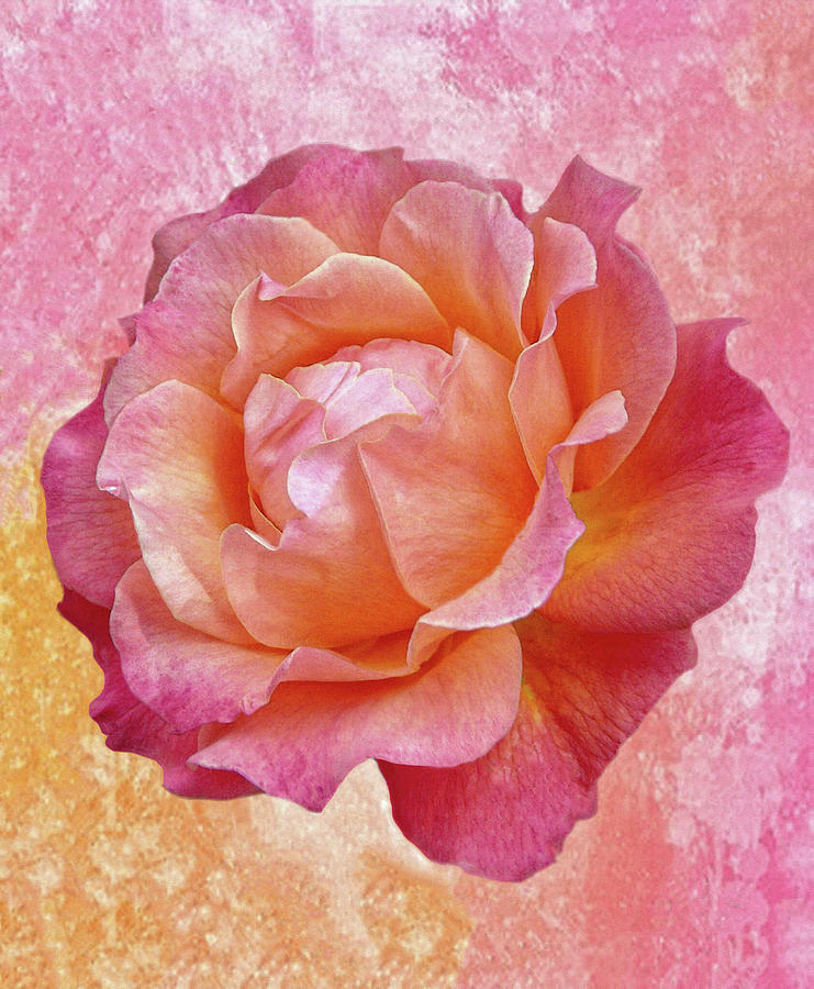 Warm and Crunchy Rose by Dennis Buckman Warm and Crunchy Rose by Dennis Buckman