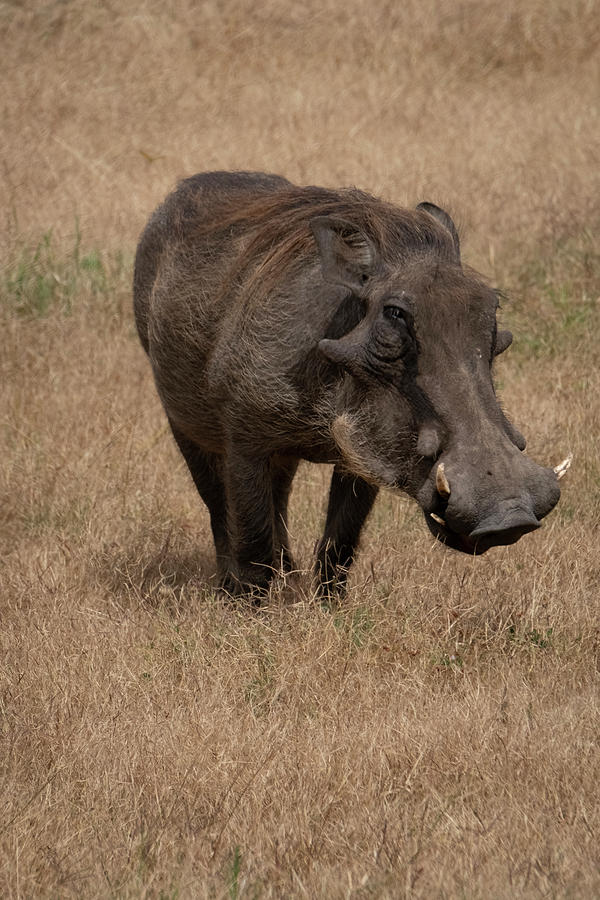 Warm and Fuzzy Warthog Photograph by Mary Lee Dereske