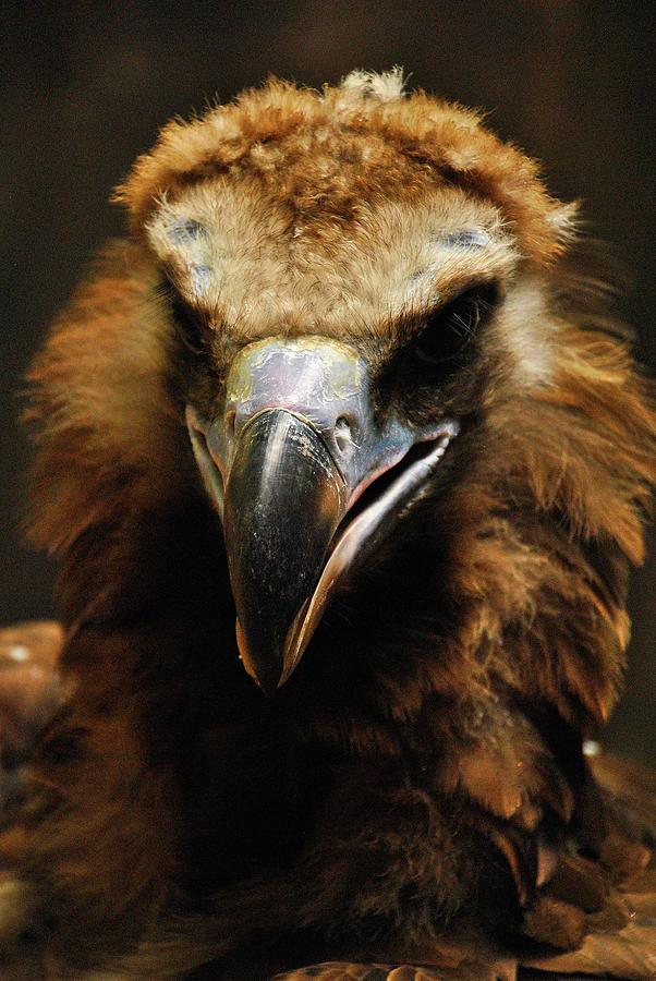 Warm Glow on the Black Vulture by Darren Weeks Warm Glow on the Black Vulture by Darren Weeks