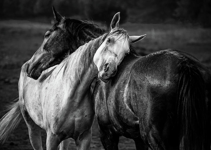 Horse Photograph - Warm Rain by Niko Chapa