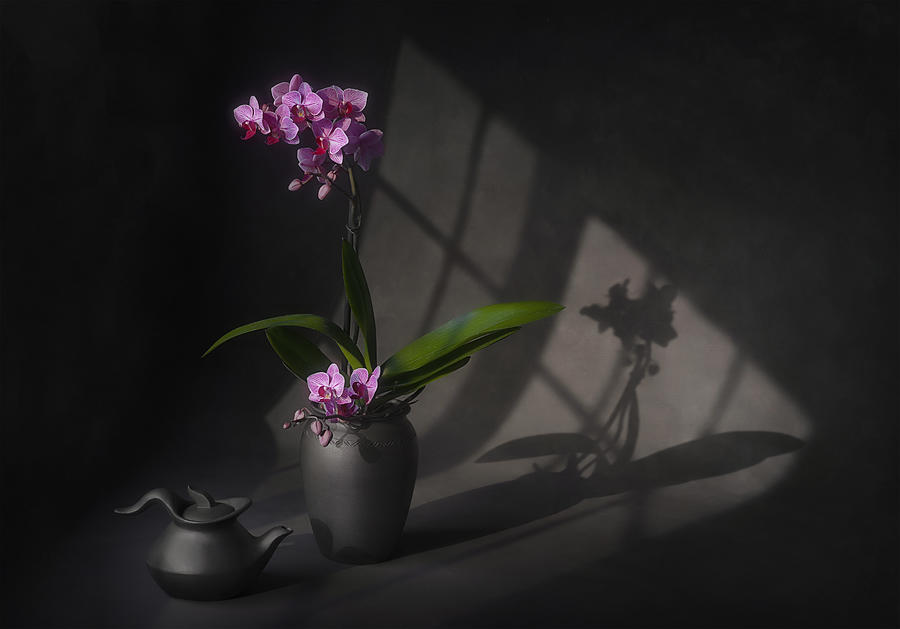 Orchid Photograph - Warm Sunlight by Lydia Jacobs