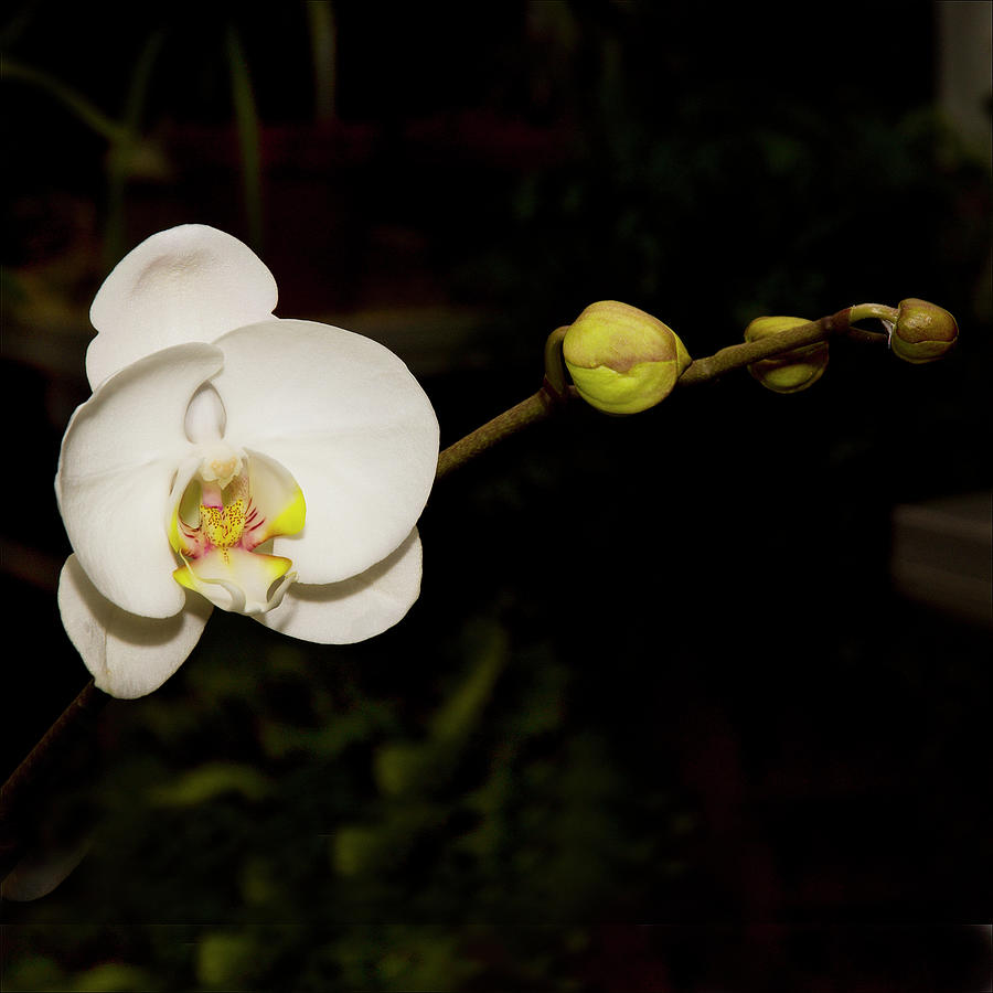 White Orchid Photograph - Warm White Orchid by Harold Silverman - Flowers White Orchid Photograph - Warm White Orchid by Harold Silverman - Flowers