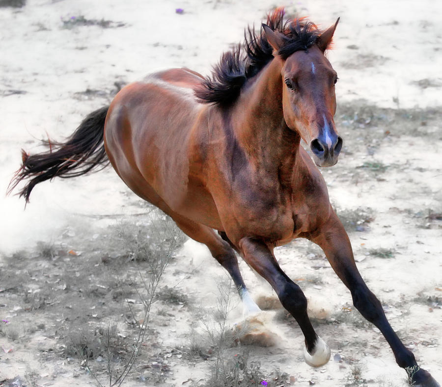 Warmblood Horse Galloping Photograph by Vanessa Mylett