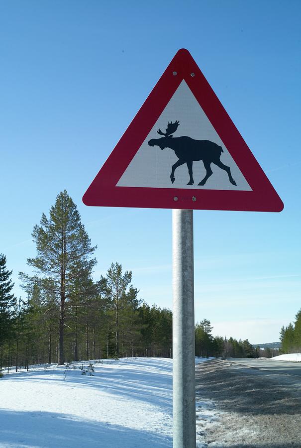 Warning Sign Of Elks In Ski Resort In Trysil, Norway Photograph by Jalag / Natalie Kriwy