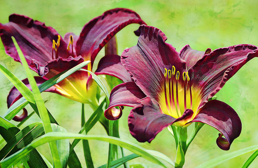 Warrior Brother Day Lilies Photograph by Gaby Ethington