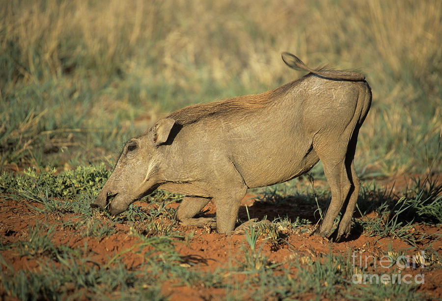 Warthog Feeding Photograph by Peter Chadwick/science Photo Library ...