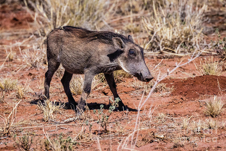 Warthog, Namibia Photograph by Lyl Dil Creations