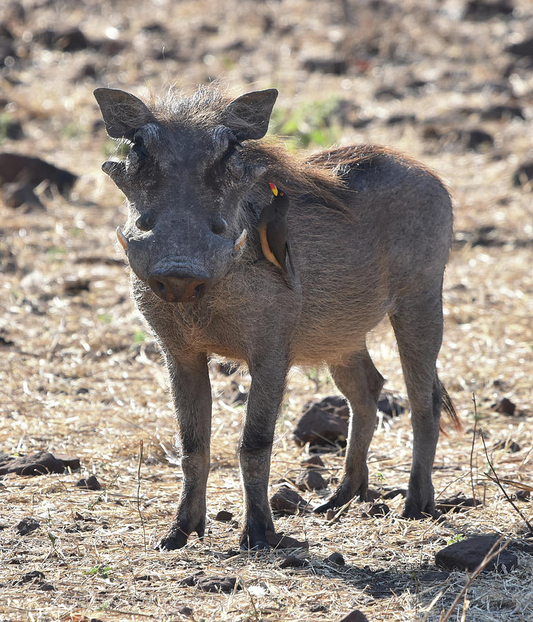 Warthog with Oxpecker Photograph by Ben Foster
