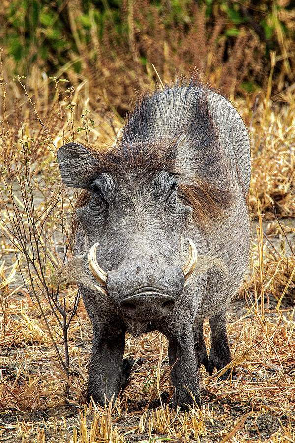 Warthog1 Photograph by Janet Fikar - Fine Art America