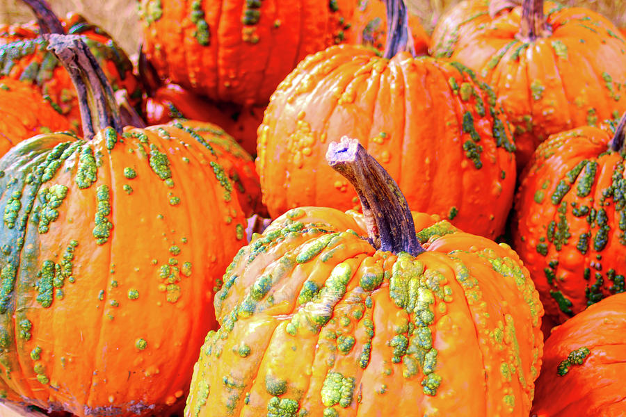Warty Pumpkins in Orange Photograph by Cathy Anderson