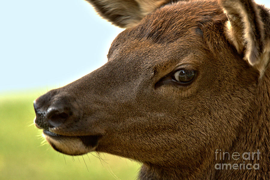 Wary Eye Of The Elk Calf Photograph by Adam Jewell
