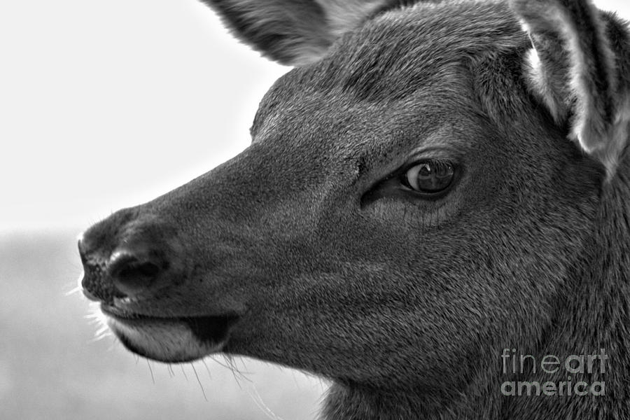 Wary Eye Of The Elk Calf Black And White Photograph by Adam Jewell