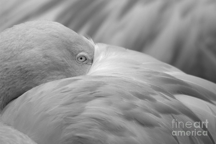 Wary Eye Of The Flamingo Black And White Photograph by Adam Jewell