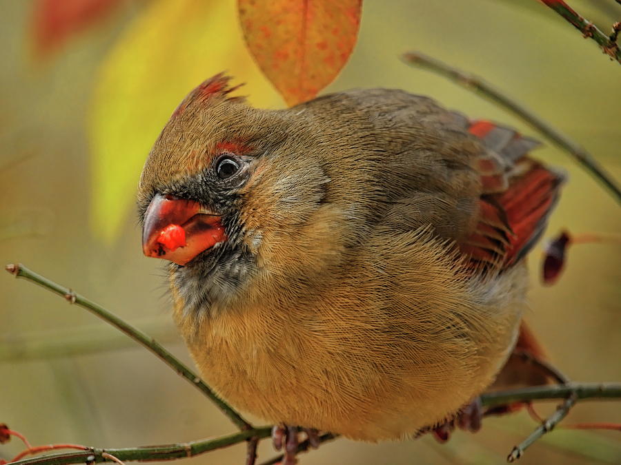 Wary Fall Female Cardinal Photograph by Dale Kauzlaric