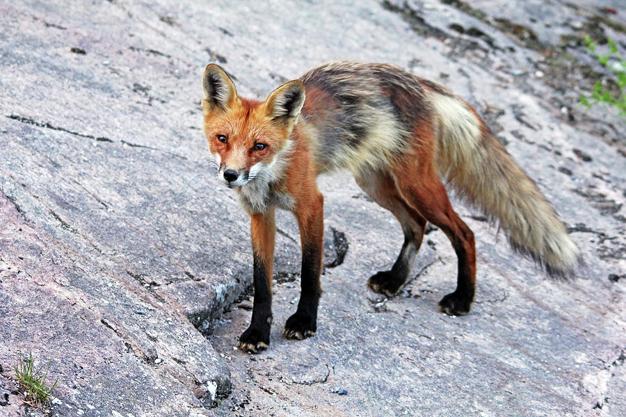 Wary Fox Photograph by Debbie Oppermann