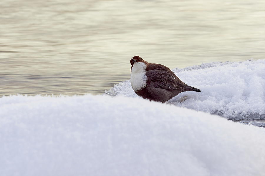 Was there something up there. White-throated dipper Photograph by Jouko Lehto
