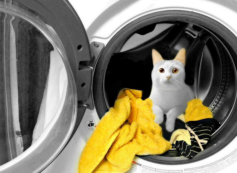 Wash and Wear Cat Photograph by Diana Angstadt