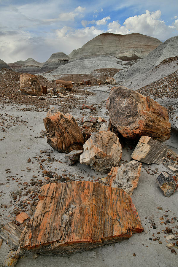 Wash Full of Petrified Wood in Blue Mesa Photograph by Ray Mathis