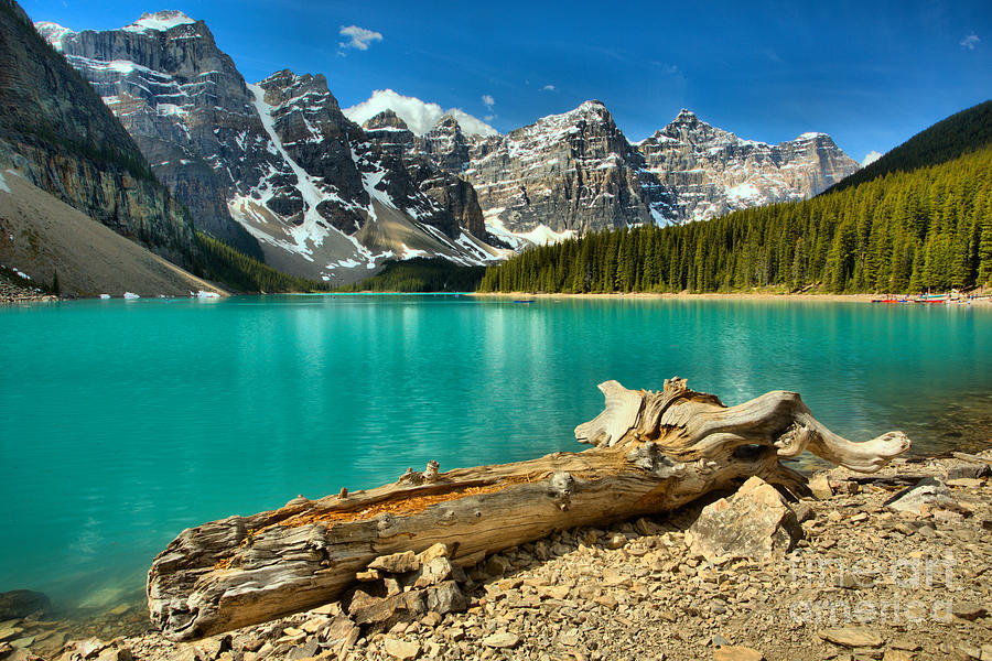 Washed Up At Moraine Lake Photograph by Adam Jewell