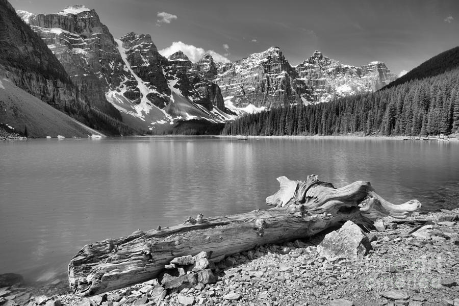 Washed Up At Moraine Lake Black And White Photograph by Adam Jewell