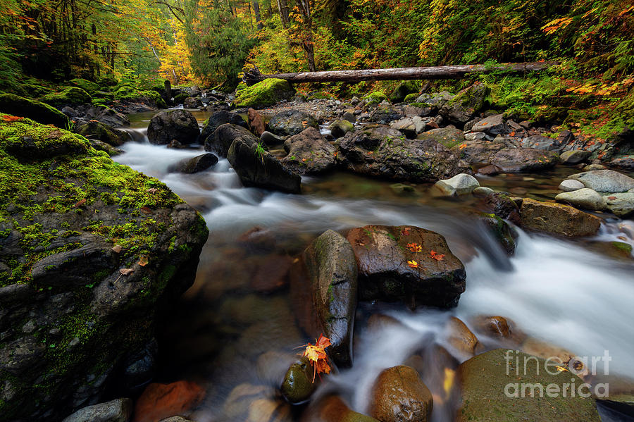 Washington Cascade Autumn Photograph by Michael Dawson
