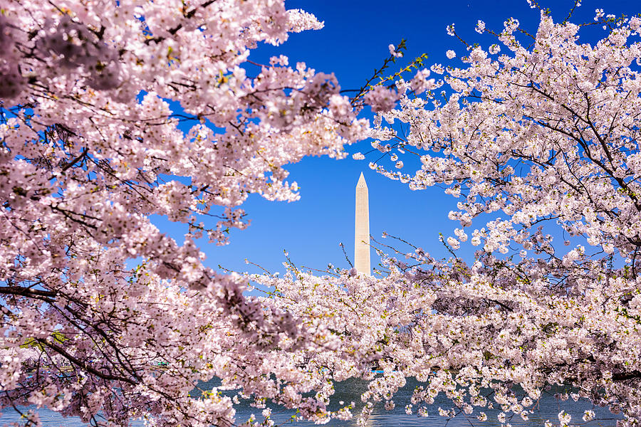 Tree Photograph - Washington, D.c. View Of Washington by Sean Pavone