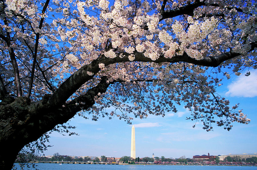 Washington Monument & Cherry Blossoms Digital Art by Heeb Photos