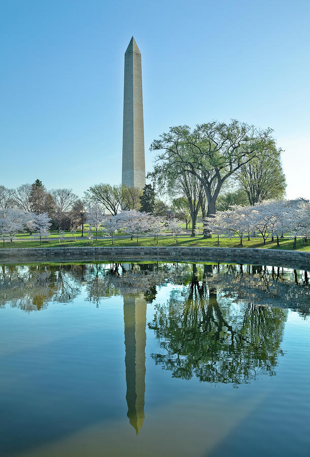 Washington Monument And Cherry Blossoms Photograph by Drnadig