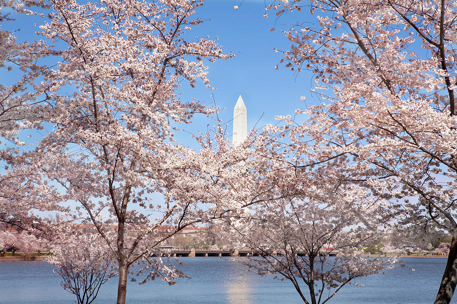 Washington Monument And Cherry Trees Photograph by Jodijacobson